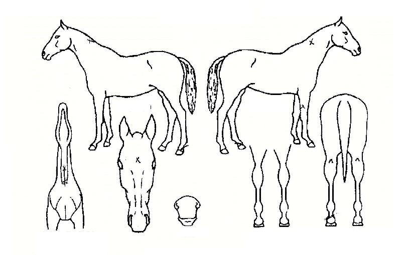 ºÎ»êÇÁ¸°½ºÀÇ Ãø¸é,¿ì¸é,µÞ¸é,µÎ»ó,´Ù¸®ÀÇ Æ¯Â¡µµÇØ