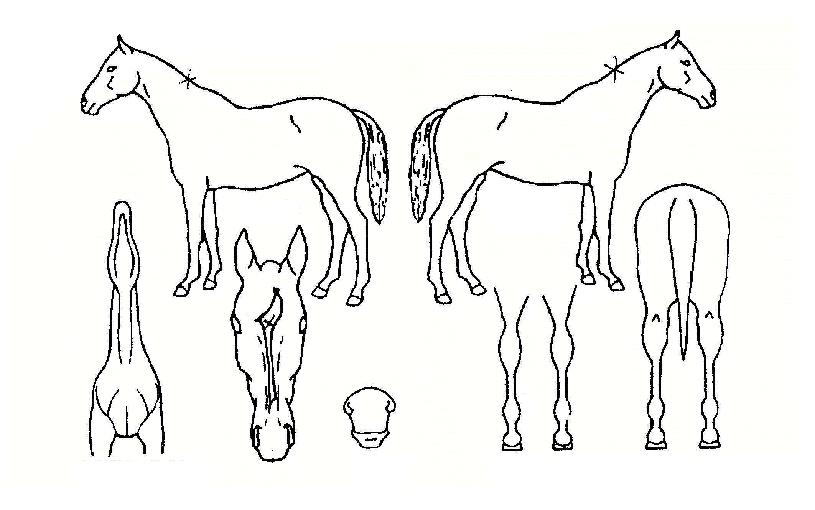 ÇöóÀÌÅ·ÀÇ Ãø¸é,¿ì¸é,µÞ¸é,µÎ»ó,´Ù¸®ÀÇ Æ¯Â¡µµÇØ