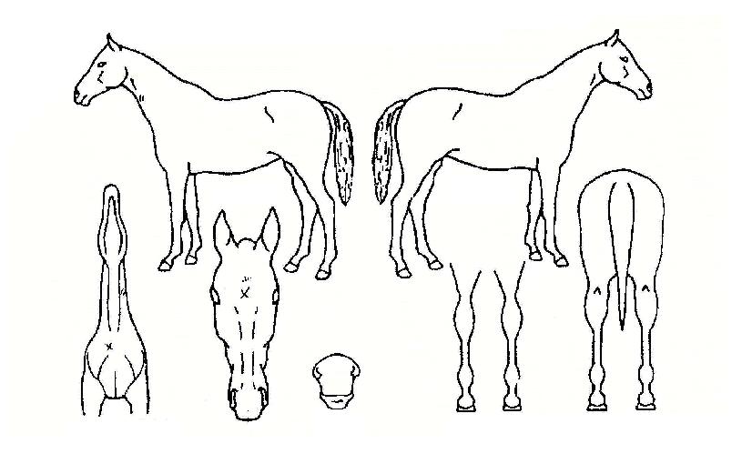 ¿þ½ºÆ®À©µåÀÇ Ãø¸é,¿ì¸é,µÞ¸é,µÎ»ó,´Ù¸®ÀÇ Æ¯Â¡µµÇØ