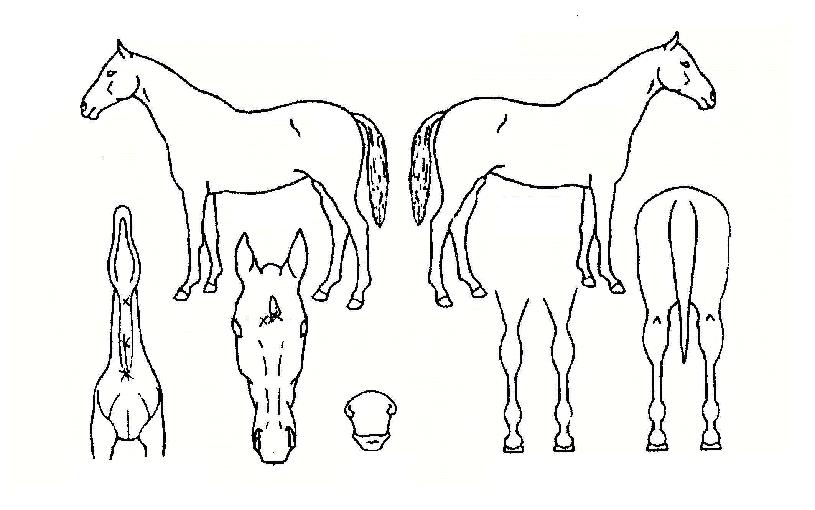 ��Ʈ�轺�� ����,���,�޸�,�λ�,�ٸ��� Ư¡����