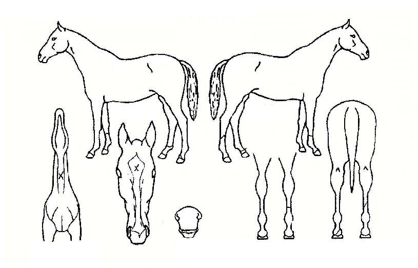 ¿ø¼®¹ß±¼ÀÇ Ãø¸é,¿ì¸é,µÞ¸é,µÎ»ó,´Ù¸®ÀÇ Æ¯Â¡µµÇØ