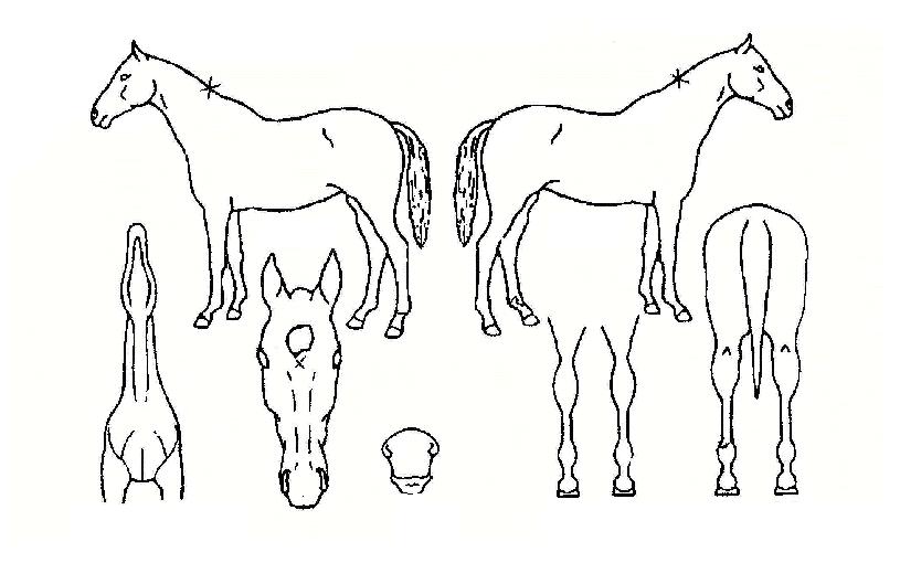 õ�ϰ����� ����,���,�޸�,�λ�,�ٸ��� Ư¡����