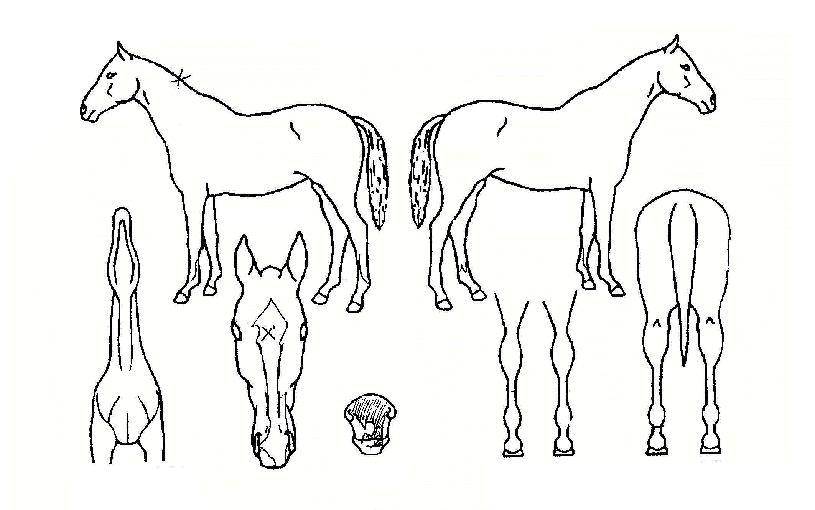 °ñµçÇ÷ÎÀÕÀÇ Ãø¸é,¿ì¸é,µÞ¸é,µÎ»ó,´Ù¸®ÀÇ Æ¯Â¡µµÇØ