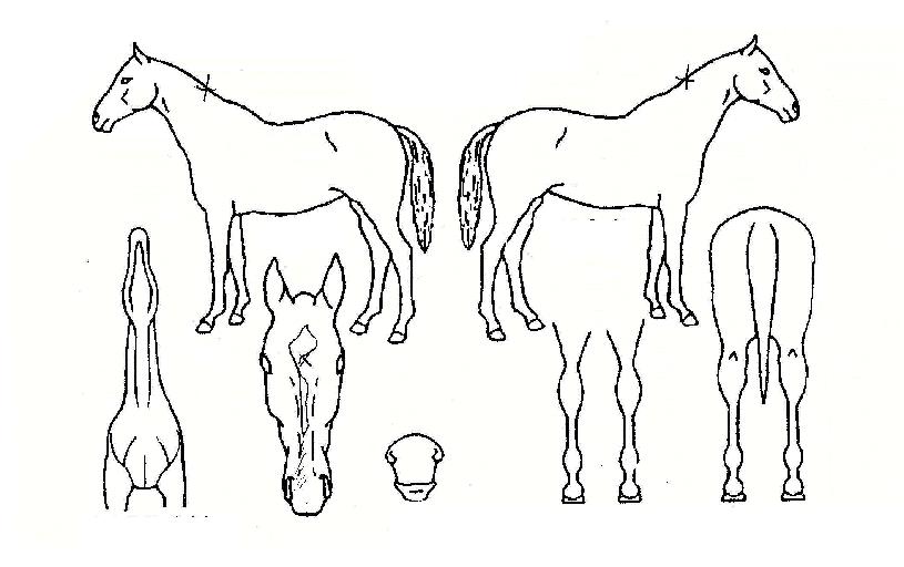 ��Ʈ�ջ����� ����,���,�޸�,�λ�,�ٸ��� Ư¡����