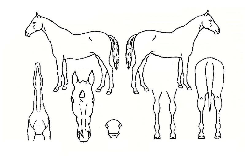 �ػ��� ����,���,�޸�,�λ�,�ٸ��� Ư¡����