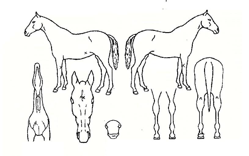 ±ÂÆÄÆ®³ÊÀÇ Ãø¸é,¿ì¸é,µÞ¸é,µÎ»ó,´Ù¸®ÀÇ Æ¯Â¡µµÇØ