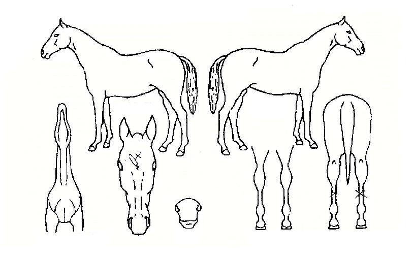 ²Þ°úÈñ¸ÁÀÇ Ãø¸é,¿ì¸é,µÞ¸é,µÎ»ó,´Ù¸®ÀÇ Æ¯Â¡µµÇØ