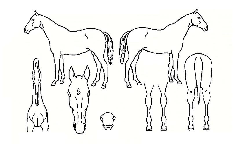 ¸¶ÀÌÁªÀÇ Ãø¸é,¿ì¸é,µÞ¸é,µÎ»ó,´Ù¸®ÀÇ Æ¯Â¡µµÇØ