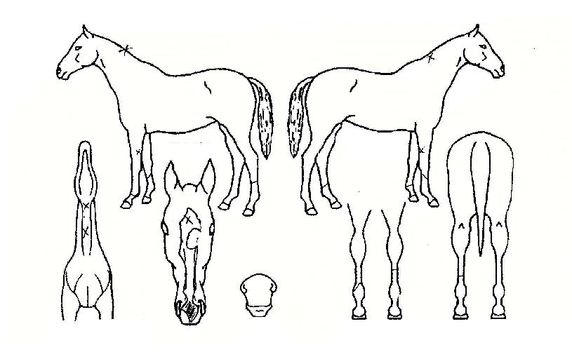 Èñ¸Á´ë·ÎÀÇ Ãø¸é,¿ì¸é,µÞ¸é,µÎ»ó,´Ù¸®ÀÇ Æ¯Â¡µµÇØ