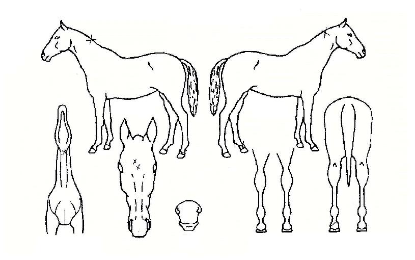 ·°Å°Ã¨ÇǾðÀÇ Ãø¸é,¿ì¸é,µÞ¸é,µÎ»ó,´Ù¸®ÀÇ Æ¯Â¡µµÇØ