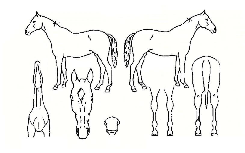 ÇѶóºÒÆÐÀÇ Ãø¸é,¿ì¸é,µÞ¸é,µÎ»ó,´Ù¸®ÀÇ Æ¯Â¡µµÇØ