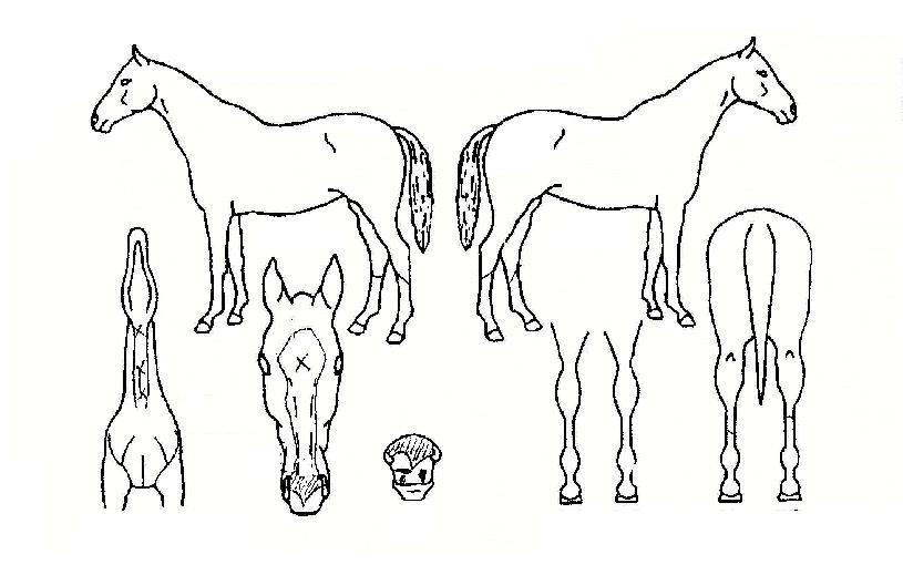 ¼¼°èÃÖ°ÀÇ Ãø¸é,¿ì¸é,µÞ¸é,µÎ»ó,´Ù¸®ÀÇ Æ¯Â¡µµÇØ