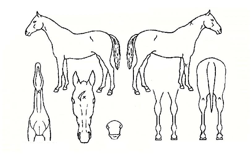 ÈæµÎÀ屺ÀÇ Ãø¸é,¿ì¸é,µÞ¸é,µÎ»ó,´Ù¸®ÀÇ Æ¯Â¡µµÇØ