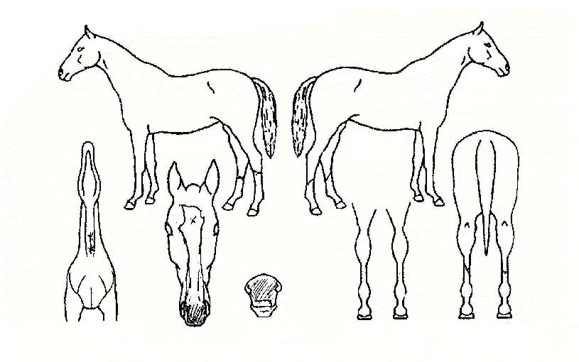 ���̿��� ����,���,�޸�,�λ�,�ٸ��� Ư¡����