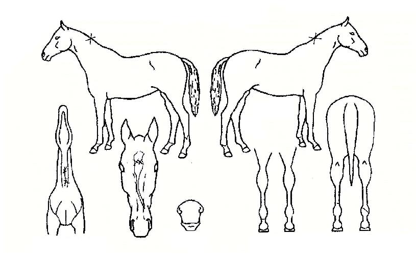 ¾Æ¸§´Ù¿î¿äÁ¤ÀÇ Ãø¸é,¿ì¸é,µÞ¸é,µÎ»ó,´Ù¸®ÀÇ Æ¯Â¡µµÇØ