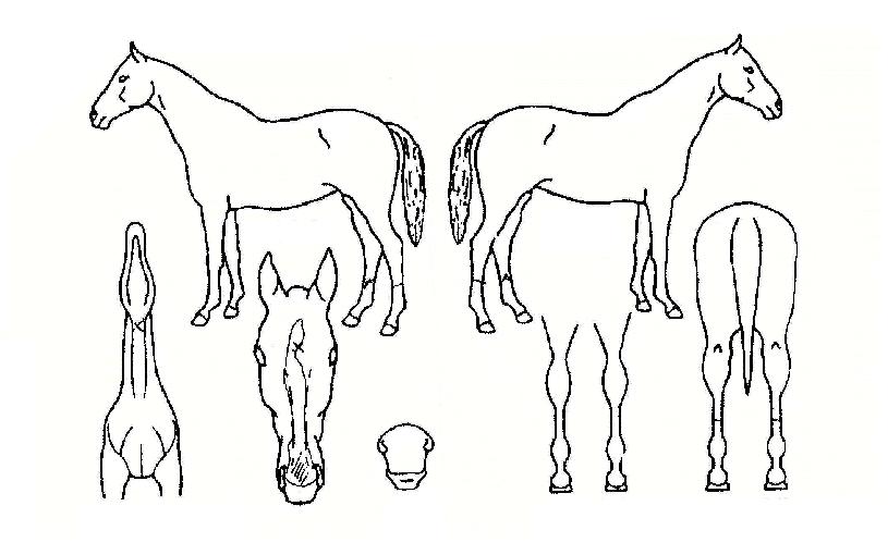 ¹éÆÛ¼¾Æ®ÀÇ Ãø¸é,¿ì¸é,µÞ¸é,µÎ»ó,´Ù¸®ÀÇ Æ¯Â¡µµÇØ