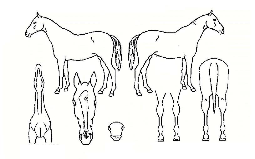 õ���� ����,���,�޸�,�λ�,�ٸ��� Ư¡����