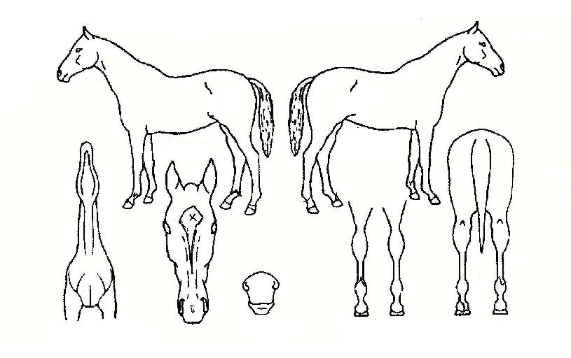 ��ũ���̾��� ����,���,�޸�,�λ�,�ٸ��� Ư¡����