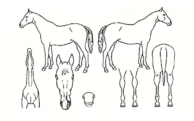 ��ǳ������ ����,���,�޸�,�λ�,�ٸ��� Ư¡����