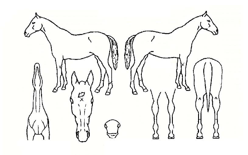 �������� ����,���,�޸�,�λ�,�ٸ��� Ư¡����