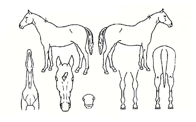 ¼¾½º¸¶ÀÏÀÇ Ãø¸é,¿ì¸é,µÞ¸é,µÎ»ó,´Ù¸®ÀÇ Æ¯Â¡µµÇØ