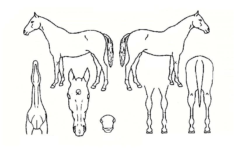 ¿©·¯ºÐÀǼ±°æÀÇ Ãø¸é,¿ì¸é,µÞ¸é,µÎ»ó,´Ù¸®ÀÇ Æ¯Â¡µµÇØ