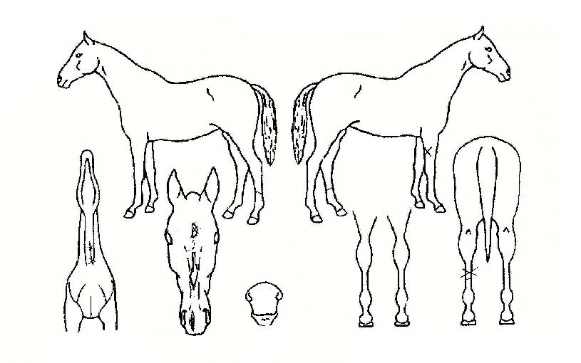 �밨�� ����,���,�޸�,�λ�,�ٸ��� Ư¡����