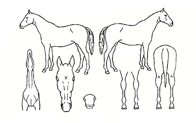 ´º¾Ë¸°ÀÚ¸¶ÀÇ Ãø¸é,¿ì¸é,µÞ¸é,µÎ»ó,´Ù¸®ÀÇ Æ¯Â¡µµÇØ