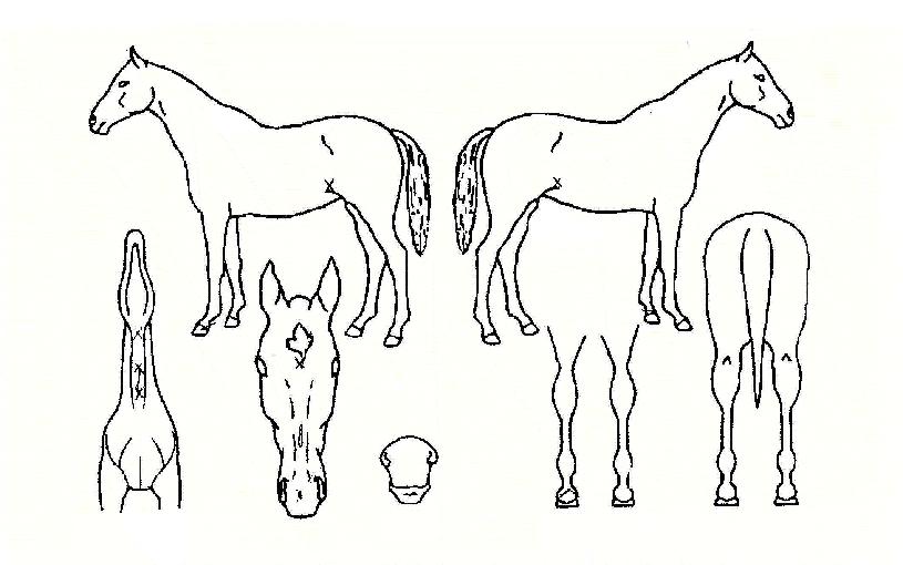 �������� ����,���,�޸�,�λ�,�ٸ��� Ư¡����