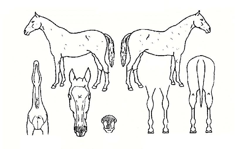 �Ȱ��� ����,���,�޸�,�λ�,�ٸ��� Ư¡����