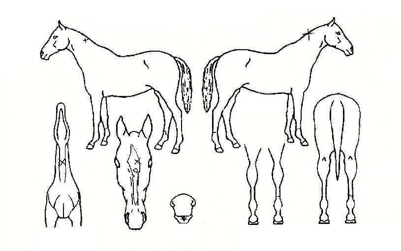 ������Ʈ�� ����,���,�޸�,�λ�,�ٸ��� Ư¡����