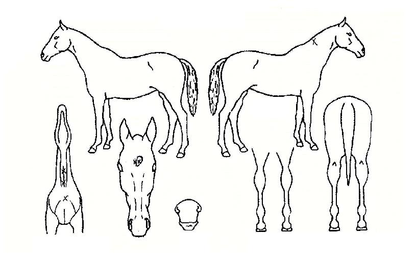 ºû±¤ÀÇ Ãø¸é,¿ì¸é,µÞ¸é,µÎ»ó,´Ù¸®ÀÇ Æ¯Â¡µµÇØ