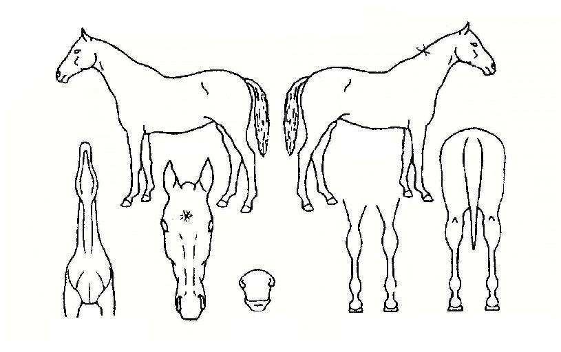 Á¤»óȸÀÇÀÇ Ãø¸é,¿ì¸é,µÞ¸é,µÎ»ó,´Ù¸®ÀÇ Æ¯Â¡µµÇØ