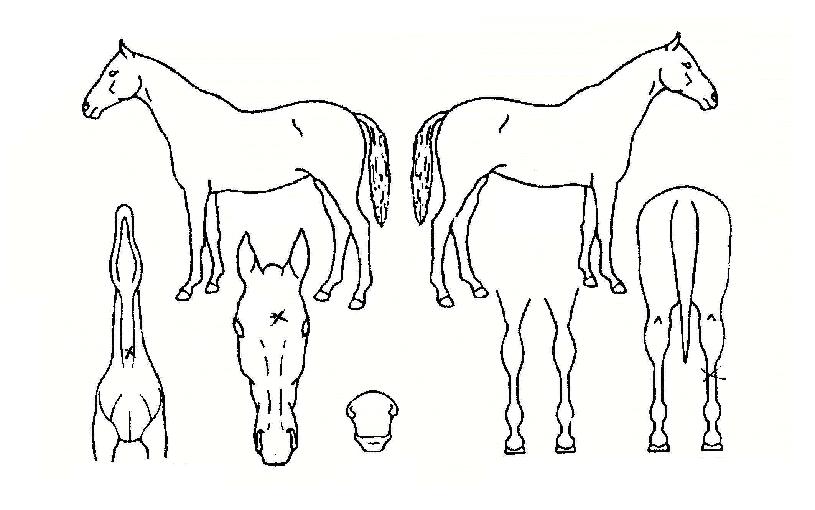 �����弼���� ����,���,�޸�,�λ�,�ٸ��� Ư¡����