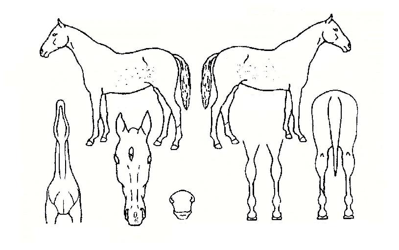 ±ÂµðÀÚÀÎÀÇ Ãø¸é,¿ì¸é,µÞ¸é,µÎ»ó,´Ù¸®ÀÇ Æ¯Â¡µµÇØ