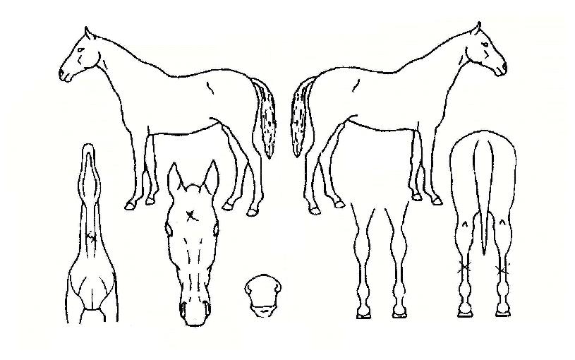 À©µå¸¶½ºÅÍÀÇ Ãø¸é,¿ì¸é,µÞ¸é,µÎ»ó,´Ù¸®ÀÇ Æ¯Â¡µµÇØ