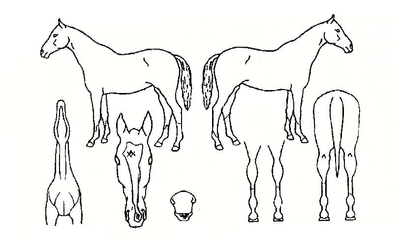 ¼îÅ©½ºÅÏÀÇ Ãø¸é,¿ì¸é,µÞ¸é,µÎ»ó,´Ù¸®ÀÇ Æ¯Â¡µµÇØ