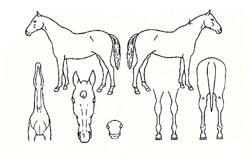 ºñõÅ¿ÕÀÇ Ãø¸é,¿ì¸é,µÞ¸é,µÎ»ó,´Ù¸®ÀÇ Æ¯Â¡µµÇØ