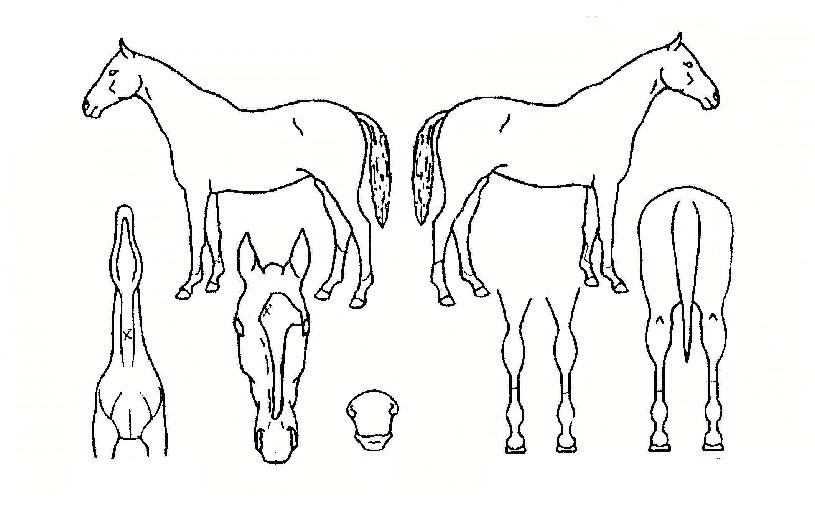 �������� ����,���,�޸�,�λ�,�ٸ��� Ư¡����