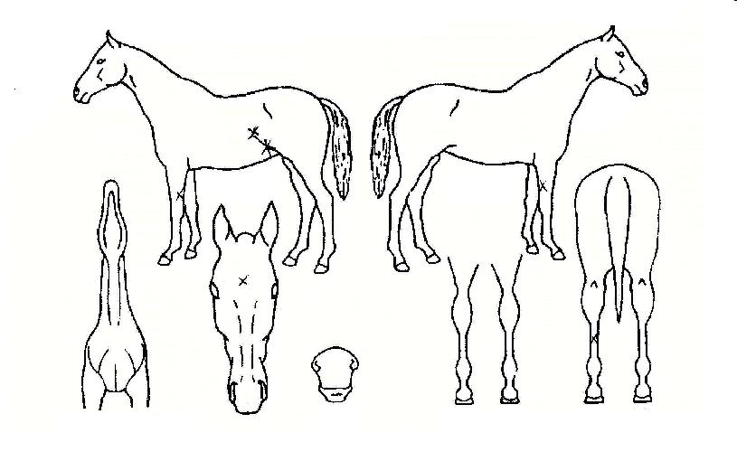 ���̾Ƹ������ ����,���,�޸�,�λ�,�ٸ��� Ư¡����