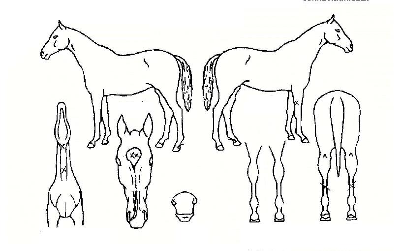 Àϱ¤´ë¼¼ÀÇ Ãø¸é,¿ì¸é,µÞ¸é,µÎ»ó,´Ù¸®ÀÇ Æ¯Â¡µµÇØ