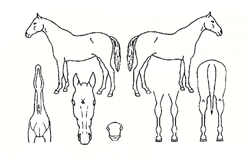 ÇØÇǺ¼Æ÷´ÏÀÇ Ãø¸é,¿ì¸é,µÞ¸é,µÎ»ó,´Ù¸®ÀÇ Æ¯Â¡µµÇØ