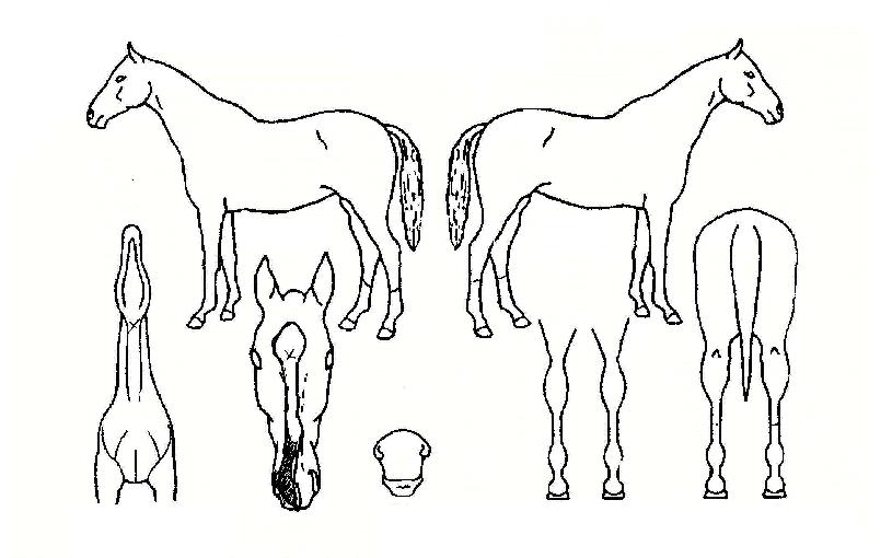 ¼Ò¼â¿øÀÇ Ãø¸é,¿ì¸é,µÞ¸é,µÎ»ó,´Ù¸®ÀÇ Æ¯Â¡µµÇØ