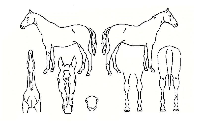 ���ǰ����� ����,���,�޸�,�λ�,�ٸ��� Ư¡����