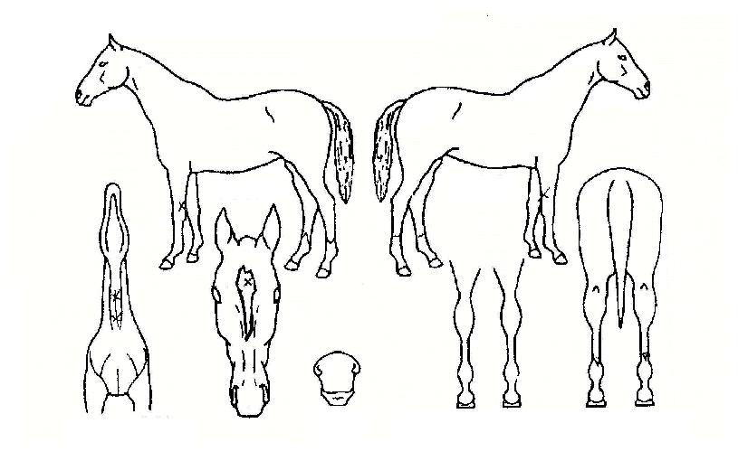 ¿µ¿õµî±ØÀÇ Ãø¸é,¿ì¸é,µÞ¸é,µÎ»ó,´Ù¸®ÀÇ Æ¯Â¡µµÇØ