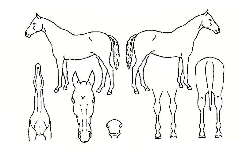 Ȳ±ÝĸƾÀÇ Ãø¸é,¿ì¸é,µÞ¸é,µÎ»ó,´Ù¸®ÀÇ Æ¯Â¡µµÇØ