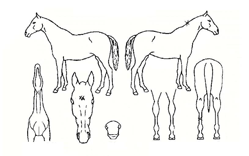 �¾����� ����,���,�޸�,�λ�,�ٸ��� Ư¡����