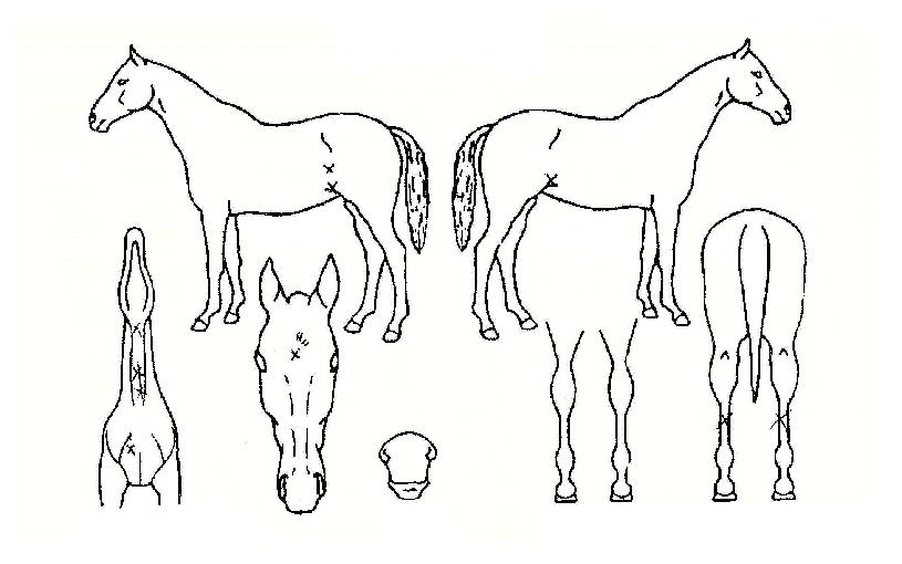 ��������� ����,���,�޸�,�λ�,�ٸ��� Ư¡����