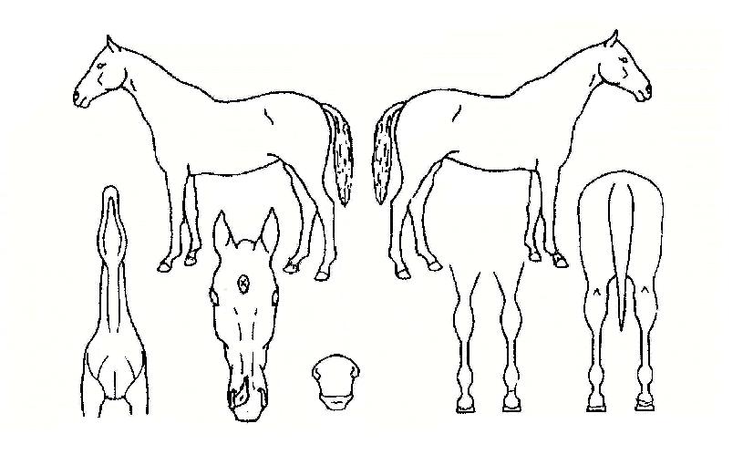 ��Ѹ��� ����,���,�޸�,�λ�,�ٸ��� Ư¡����