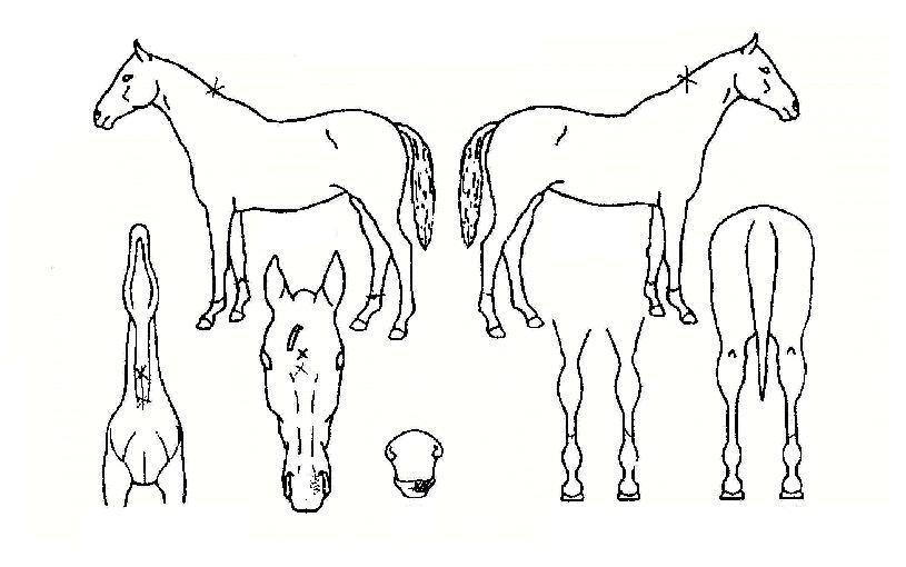 Á¸Ä®¸®½ºÀÇ Ãø¸é,¿ì¸é,µÞ¸é,µÎ»ó,´Ù¸®ÀÇ Æ¯Â¡µµÇØ